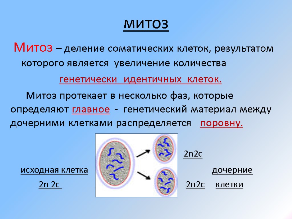 митоз Митоз – деление соматических клеток, результатом которого является увеличение количества генетически идентичных клеток.